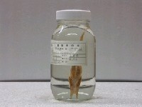 藏品(黑帶黃魴)的圖片